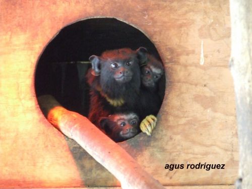 Fotografia de agus rodrguez - Galeria Fotografica: naturaleza - Foto: Primates