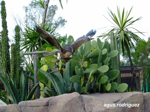 Fotografia de agus rodr�guez - Galeria Fotografica: naturaleza - Foto: Vuelo