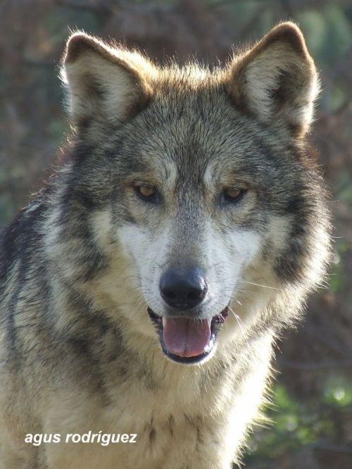 Fotografia de agus rodrguez - Galeria Fotografica: naturaleza - Foto: Lobo