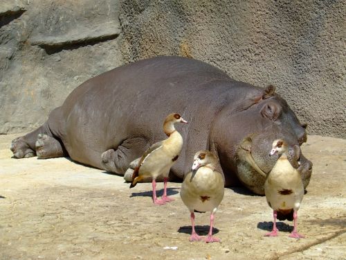 Fotografia de agus rodrguez - Galeria Fotografica: naturaleza - Foto: Descanso