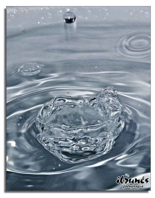 Fotografia de ibrunesfotografia - Galeria Fotografica: Macro - Foto: 