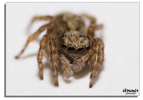 Fotografia de ibrunesfotografia - Galeria Fotografica: Macro - Foto: 