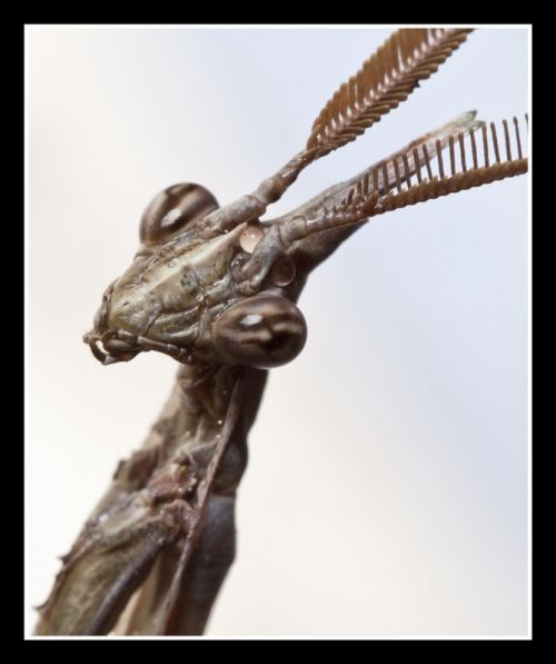 Fotografia de ibrunesfotografia - Galeria Fotografica: Macro - Foto: 