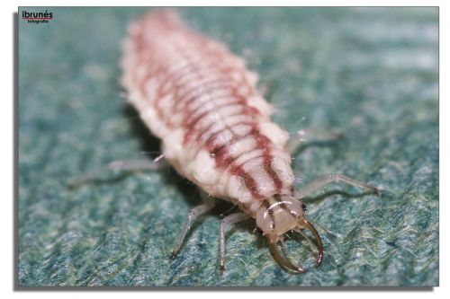 Fotografia de ibrunesfotografia - Galeria Fotografica: Macro - Foto: 