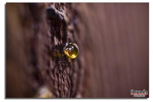 Fotografia de ibrunesfotografia - Galeria Fotografica: Macro - Foto: 