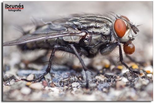 Fotografia de ibrunesfotografia - Galeria Fotografica: Macro - Foto: 