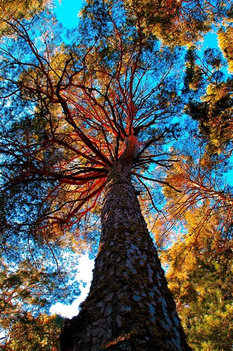 Fotografia de penilo - Galeria Fotografica: mis viajes - Foto: SISTEMA NERVIOSO