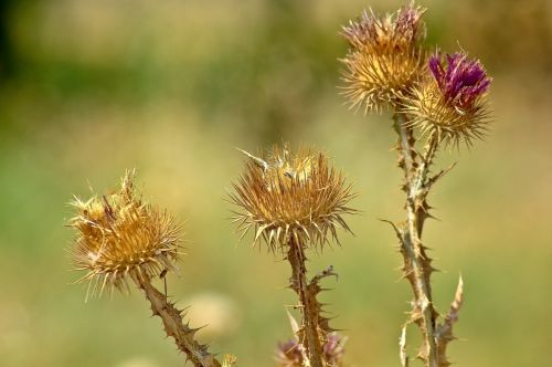 Fotografia de penilo - Galeria Fotografica: mis viajes - Foto: PLANTAS