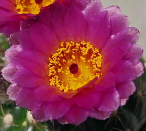 Fotografia de missyaya - Galeria Fotografica: Agua-acero - Foto: Mostrando su belleza