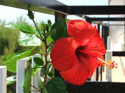 Fotografia de Marcos Osorio - Galeria Fotografica: Flores - Foto: Flor Roja