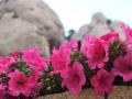 Fotos de Marcos Osorio -  Foto: Flores - Flores rosas