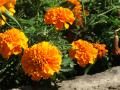 Fotos de Marcos Osorio -  Foto: Flores - Flores naranjas
