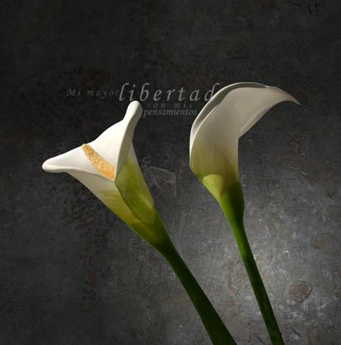 Fotografia de Marcos Osorio - Galeria Fotografica: Flores - Foto: Lirios