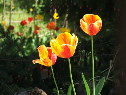 Fotografia de Marcos Osorio - Galeria Fotografica: Flores - Foto: Olot