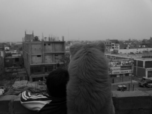 Fotografia de amiex - Galeria Fotografica: amateurs - Foto: the best Friend*