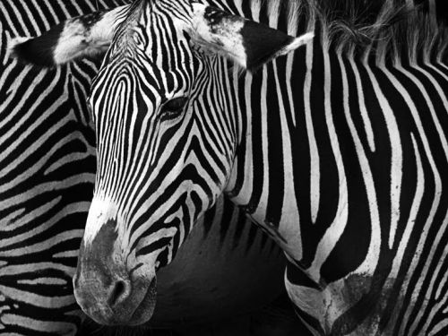 Fotografia de Alejandro - Galeria Fotografica: Ms - Foto: Blanco