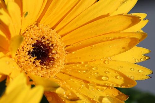 Fotografia de Alejandro - Galeria Fotografica: Ms - Foto: Amarillo