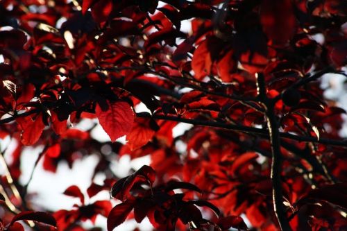 Fotografia de Alejandro - Galeria Fotografica: Ms - Foto: Rojo