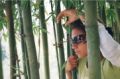 Fotos de Jess Pineda -  Foto: Retratos de vida - bambus