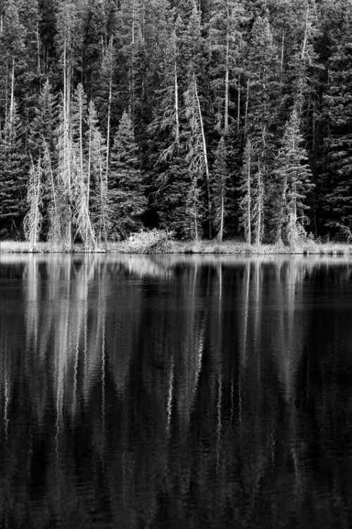 Fotografia de Nikonoclasta - Galeria Fotografica: Momentos - Foto: Yellowstone