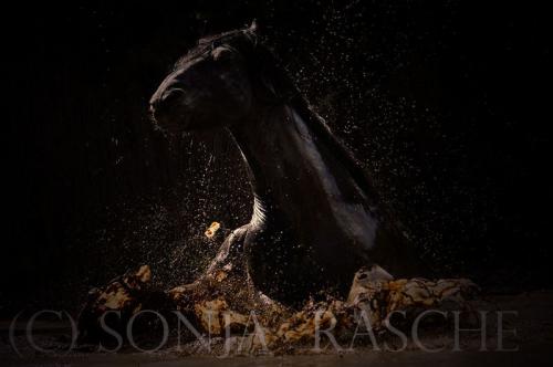 Fotografia de Sonja Rasche - Galeria Fotografica: Caballos - Foto: En el agua