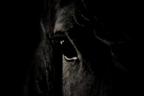 Fotografia de Sonja Rasche - Galeria Fotografica: Caballos - Foto: La Alma de un caballo