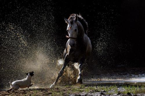 Fotografia de Sonja Rasche - Galeria Fotografica: Caballos - Foto: Energia