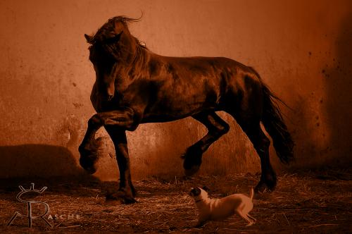 Fotografia de Sonja Rasche - Galeria Fotografica: Caballos - Foto: Bailar