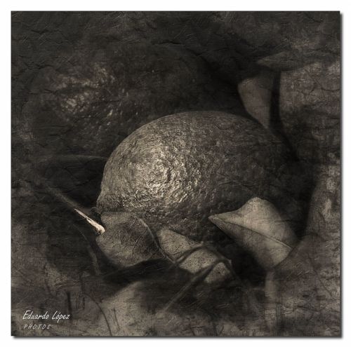 Fotografia de Eduardo - Galeria Fotografica: Bodegones - Foto: 