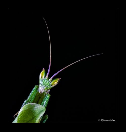 Fotografia de E.V.B - Galeria Fotografica: Apteromantis aptera - Foto: 