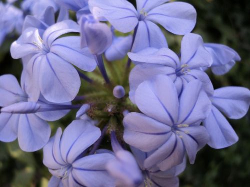 Fotografia de mayher - Galeria Fotografica: flores! - Foto: 