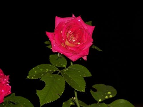 Fotografia de Juan Antonio - Galeria Fotografica: Rosa - Foto: Rosa