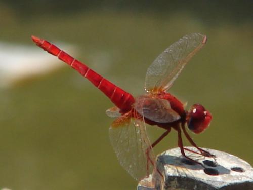 Fotografia de Juanjo Paraka - Galeria Fotografica: Varios - Foto: Libelula