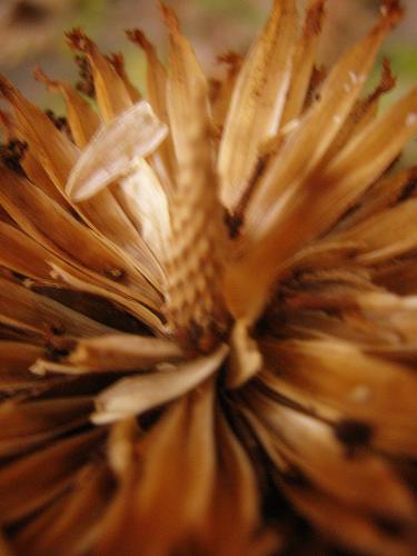 Fotografia de daniela - Galeria Fotografica: colores - Foto: 