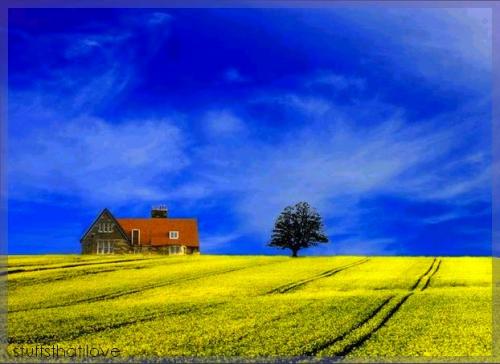 Fotografia de francisca - Galeria Fotografica: a little bit of everything - Foto: casa & arbol