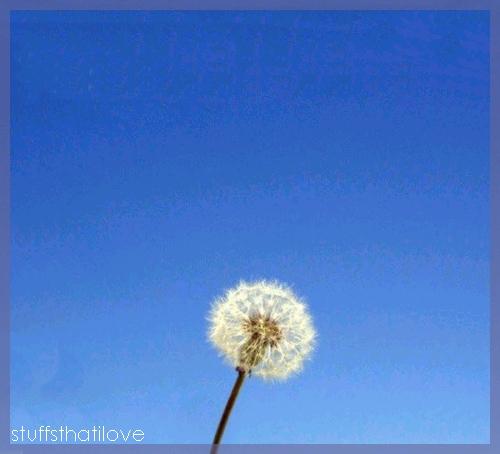 Fotografia de francisca - Galeria Fotografica: a little bit of everything - Foto: diente de leon