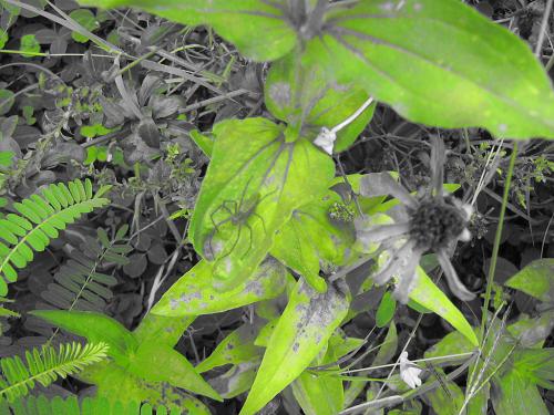 Fotografia de daniela - Galeria Fotografica: colores - Foto: 