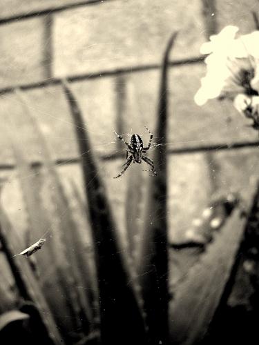 Fotografia de daniela - Galeria Fotografica: colores - Foto: 