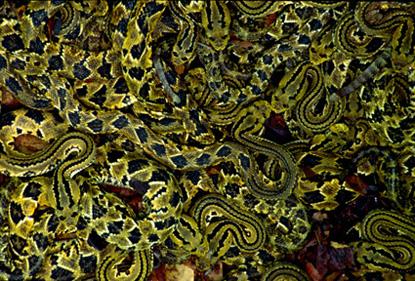 Fotografia de ARVfoto - Galeria Fotografica: VioDiversidad - Foto: Cascabeles bbs