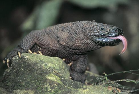 Fotografia de ARVfoto - Galeria Fotografica: VioDiversidad - Foto: Lagarto enchaquirado