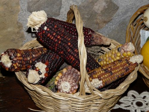 Fotografia de josenohales - Galeria Fotografica: los columpios - Foto: las mazorcas