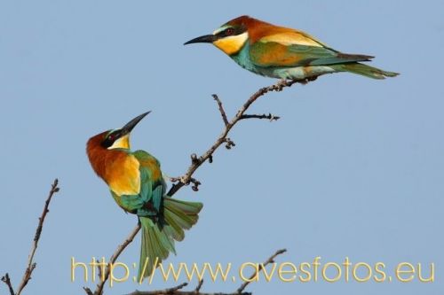 Fotografia de Carles Pastor - Galeria Fotografica: Aves - Foto: Abejarucos