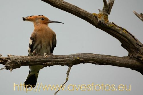 Fotografia de Carles Pastor - Galeria Fotografica: Aves - Foto: Abubilla