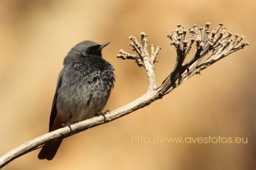 Fotografia de Carles Pastor - Galeria Fotografica: Aves - Foto: Colirrojo tiz�n
