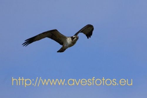 Fotografia de Carles Pastor - Galeria Fotografica: Aves - Foto: Aguila pescadora