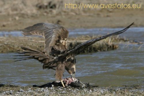 Fotografia de Carles Pastor - Galeria Fotografica: Aves - Foto: Aguilucho lagunero comiendo un cormoran grande