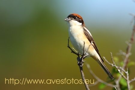 Fotografia de Carles Pastor - Galeria Fotografica: Aves - Foto: Alcaudon comun