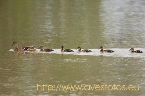 Fotografia de Carles Pastor - Galeria Fotografica: Aves - Foto: Familia de azulones