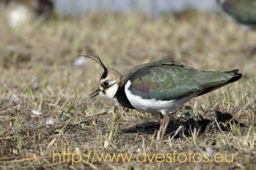 Fotografia de Carles Pastor - Galeria Fotografica: Aves - Foto: Avefria