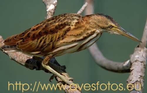 Fotografia de Carles Pastor - Galeria Fotografica: Aves - Foto: Avetorillo